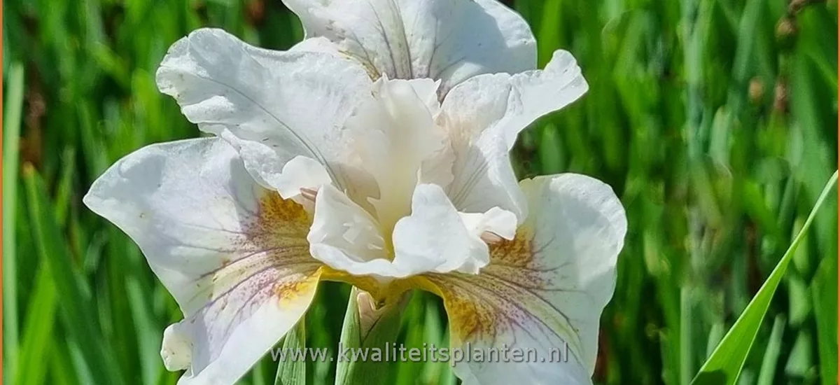Iris sibirica 'Not Quite White'
