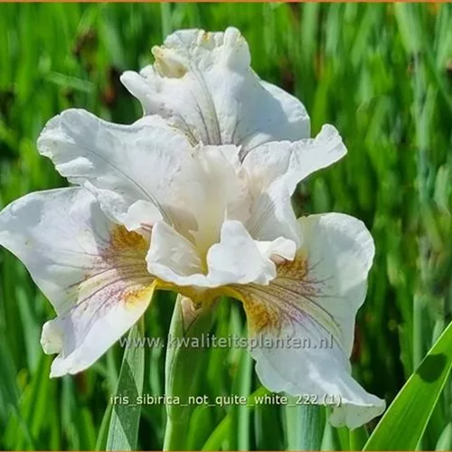 Iris sibirica 'Not Quite White'