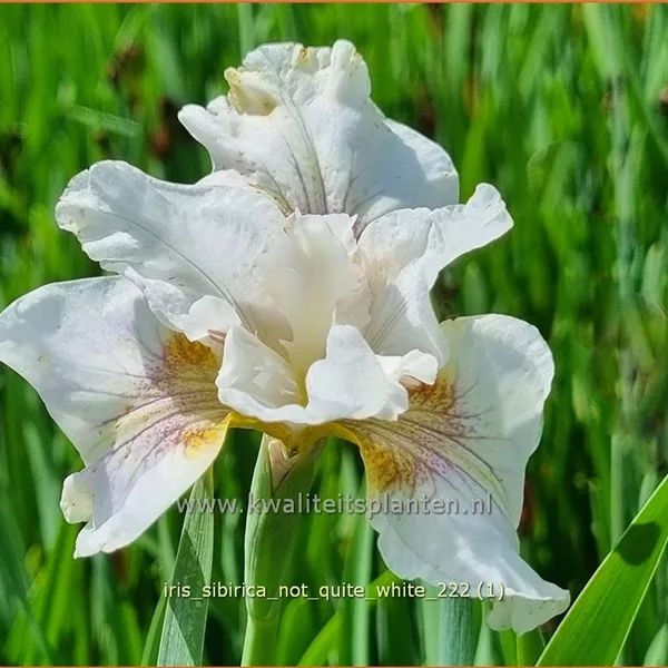 Iris sibirica 'Not Quite White'