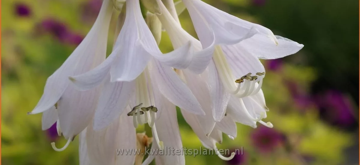 Hosta x fortunei 'Hyacinthina'