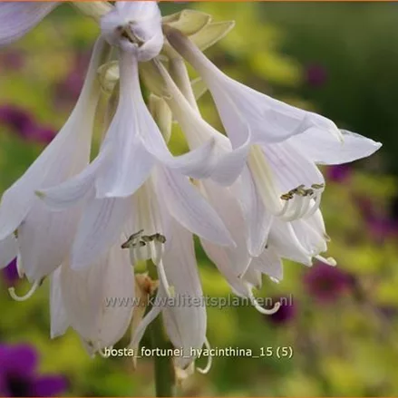 Hosta x fortunei 'Hyacinthina'