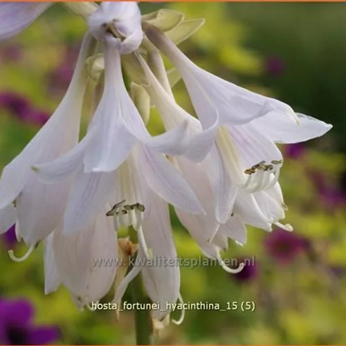 Hosta x fortunei 'Hyacinthina'