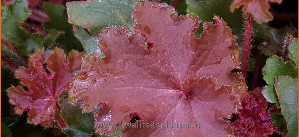 Heuchera 'Rex Red'(s)