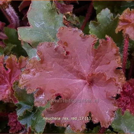 Heuchera 'Rex Red'(s)