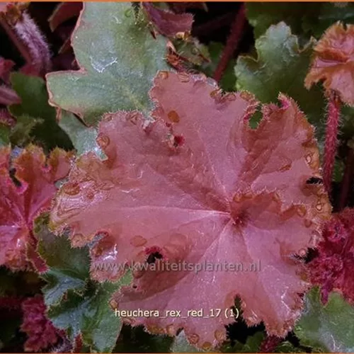 Heuchera 'Rex Red'(s)