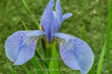 Iris sibirica 'Perry´s Blue'
