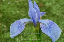 Iris sibirica 'Perry´s Blue'