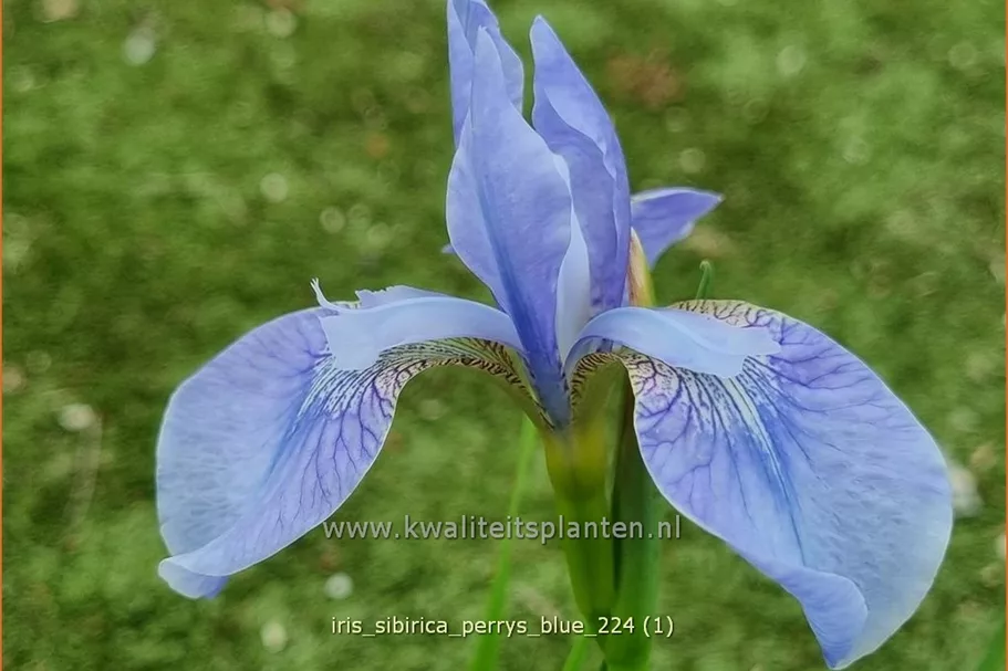 Iris sibirica 'Perry´s Blue'