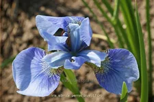 Iris sibirica 'Perry´s Blue'