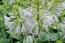 Hosta plantaginea 'Fragrant Blue'