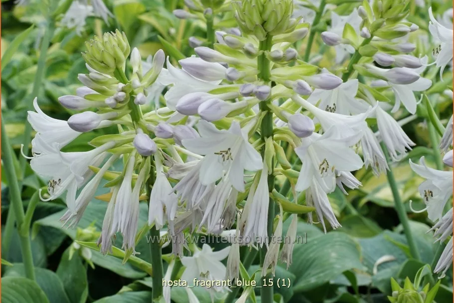 Hosta plantaginea 'Fragrant Blue'