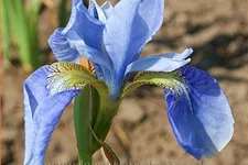 Iris sibirica 'Perry´s Blue'