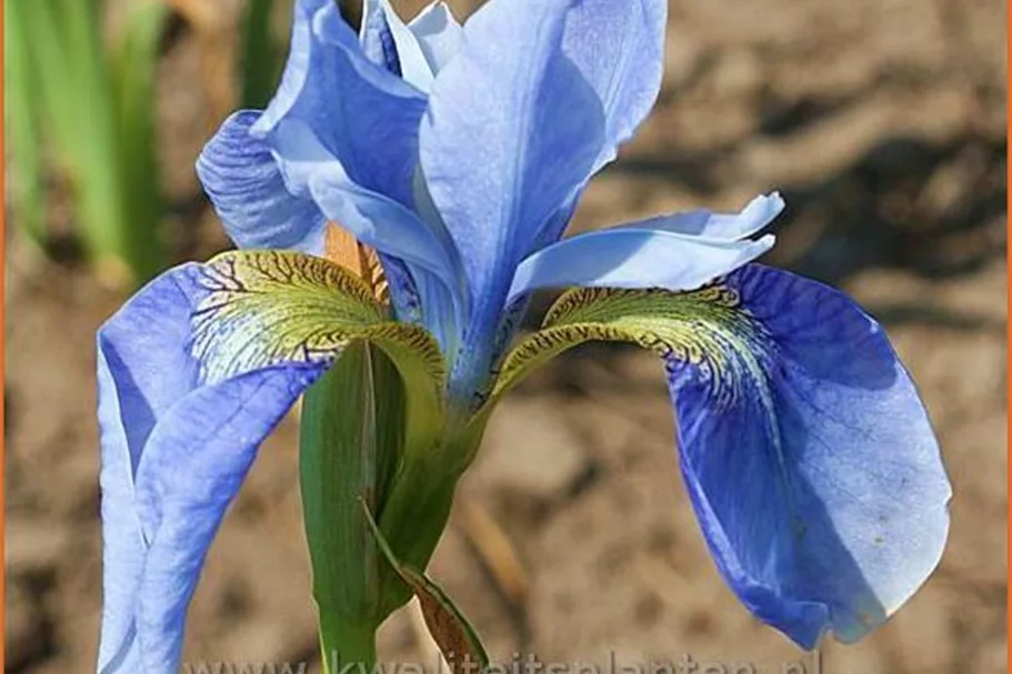 Iris sibirica 'Perry´s Blue'