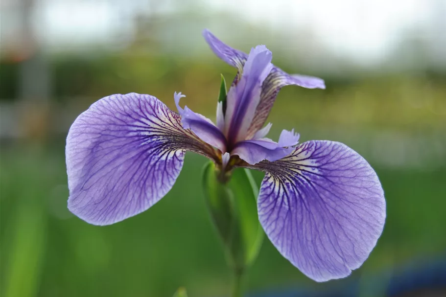 Iris sibirica 'Perry´s Blue'