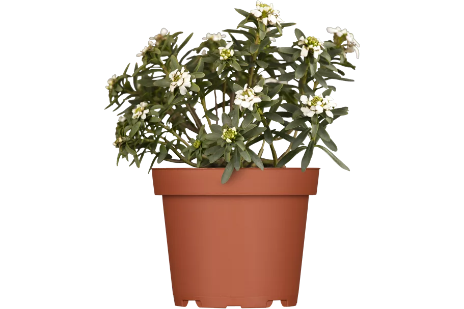 Iberis sempervirens