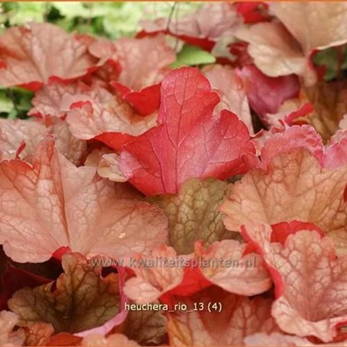 Heuchera 'Rio'