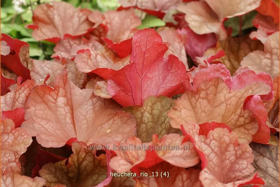 Heuchera 'Rio'
