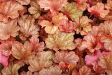 Heuchera 'Rio'