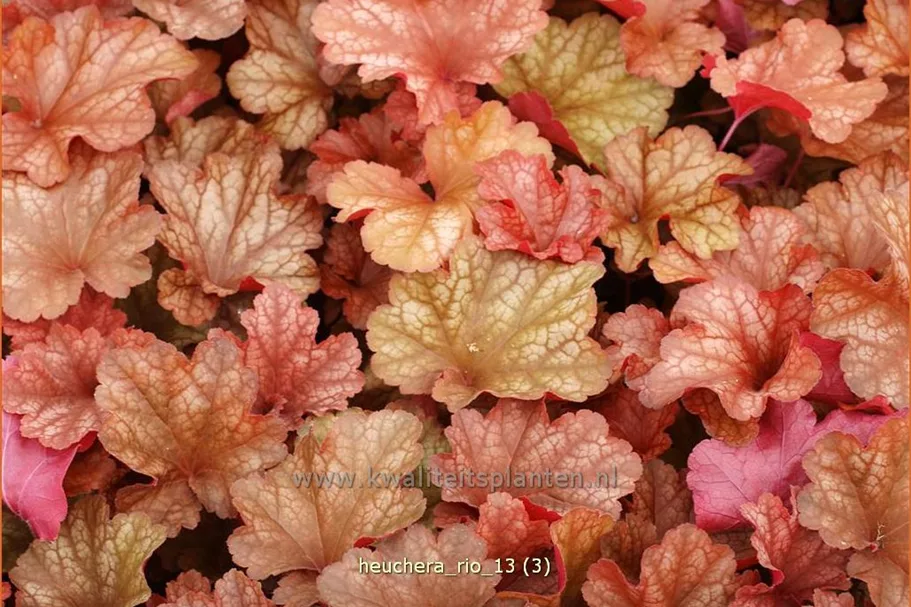 Heuchera 'Rio'