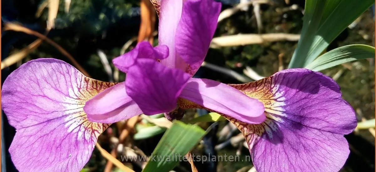 Iris sibirica 'Red Flare'