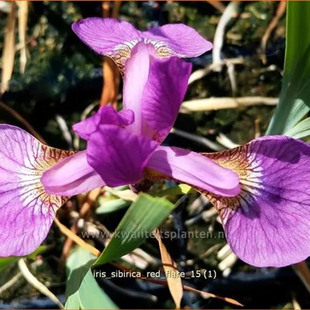 Iris sibirica 'Red Flare'
