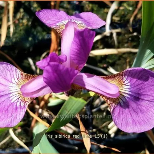 Iris sibirica 'Red Flare'