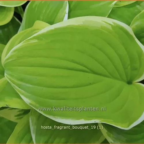 Hosta 'Fragrant Bouquet'