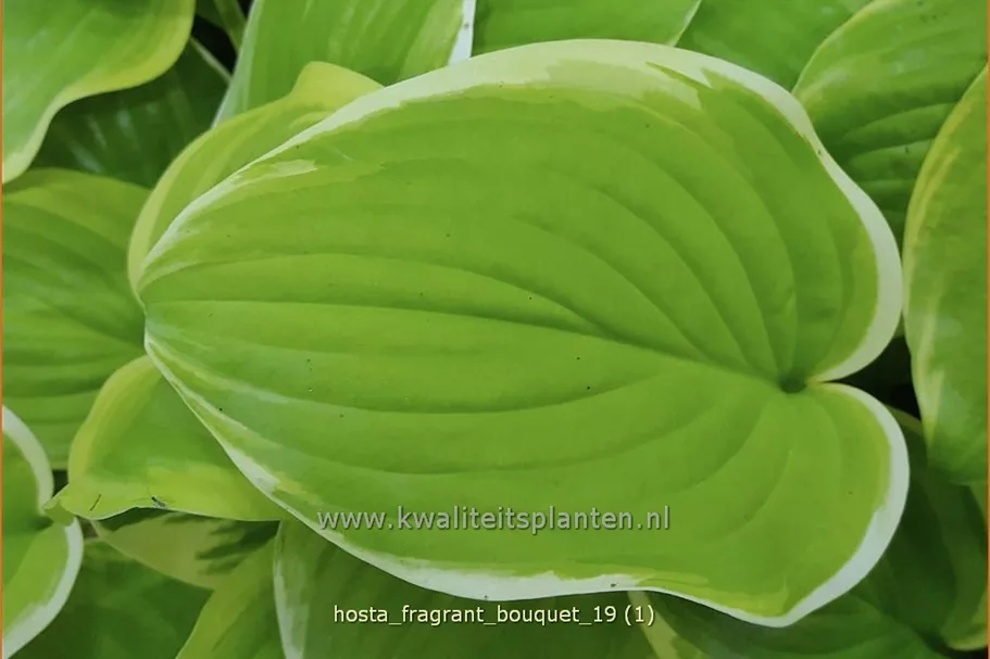 Hosta 'Fragrant Bouquet'