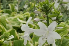 Hosta 'Fragrant Bouquet'