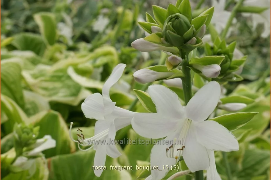 Hosta 'Fragrant Bouquet'