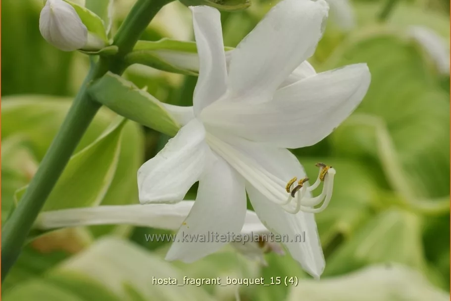 Hosta 'Fragrant Bouquet'