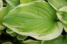 Hosta 'Fragrant Bouquet'