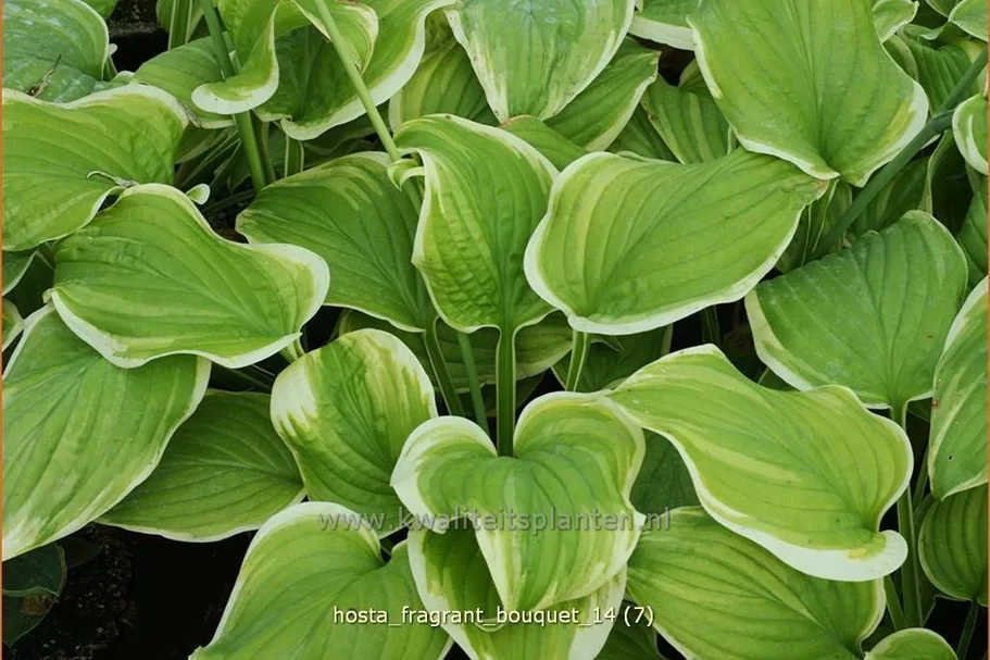 Hosta 'Fragrant Bouquet'
