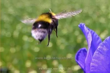 Iris sibirica 'Reprise'