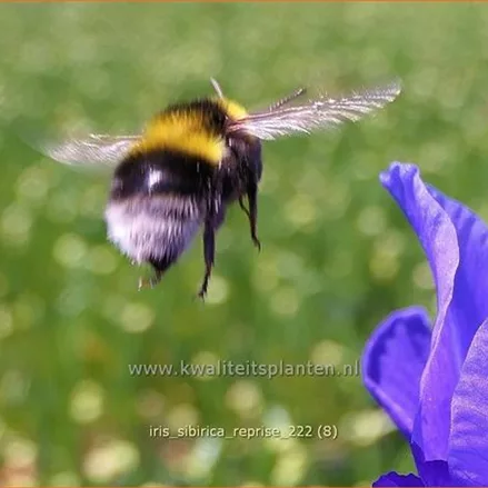 Iris sibirica 'Reprise'