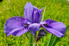 Iris sibirica 'Reprise'