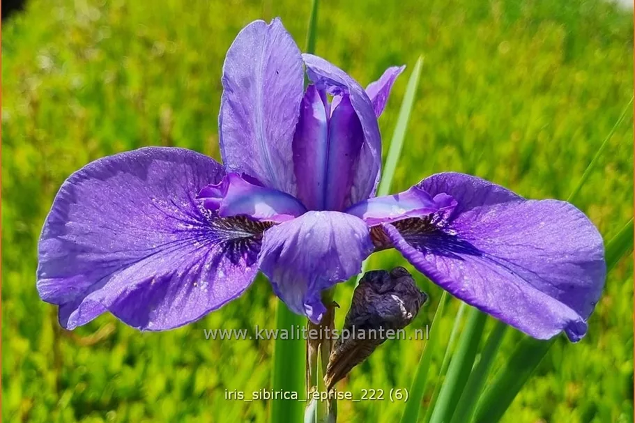 Iris sibirica 'Reprise'