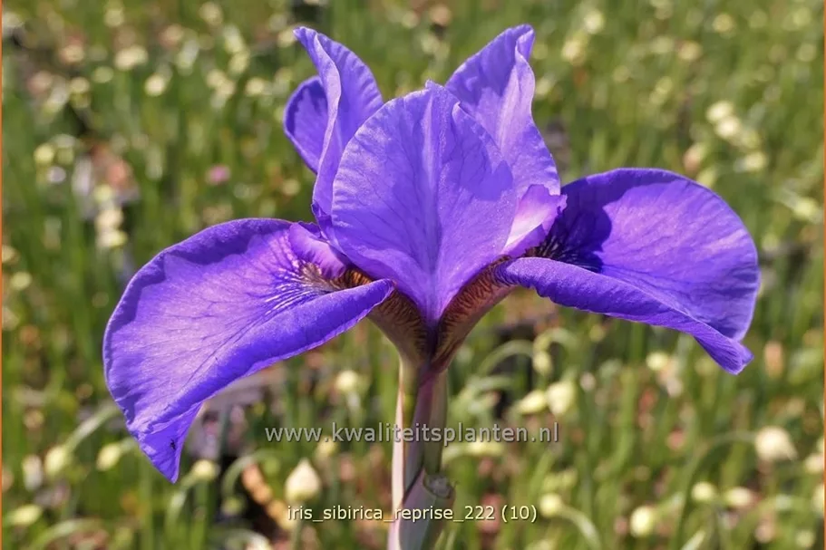 Iris sibirica 'Reprise'