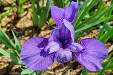 Iris sibirica 'Reprise'