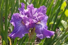 Iris sibirica 'Rosy Bows'