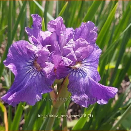 Iris sibirica 'Rosy Bows'