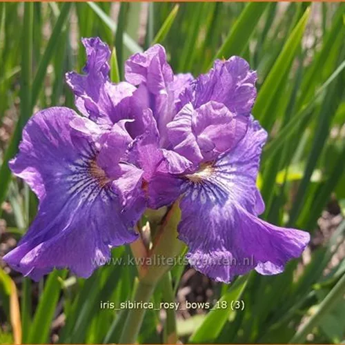 Iris sibirica 'Rosy Bows'