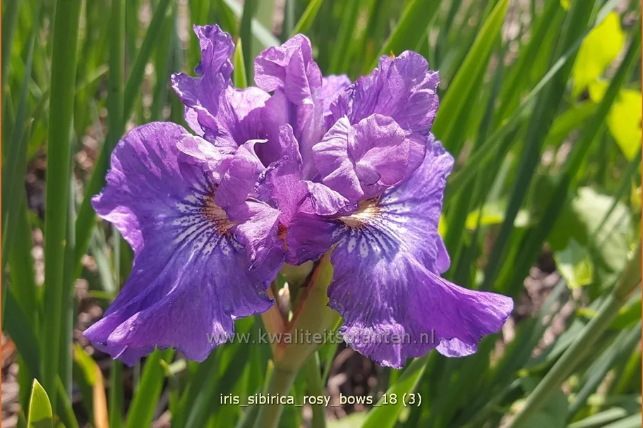 Iris sibirica 'Rosy Bows'