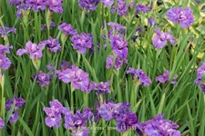 Iris sibirica 'Rosy Bows'