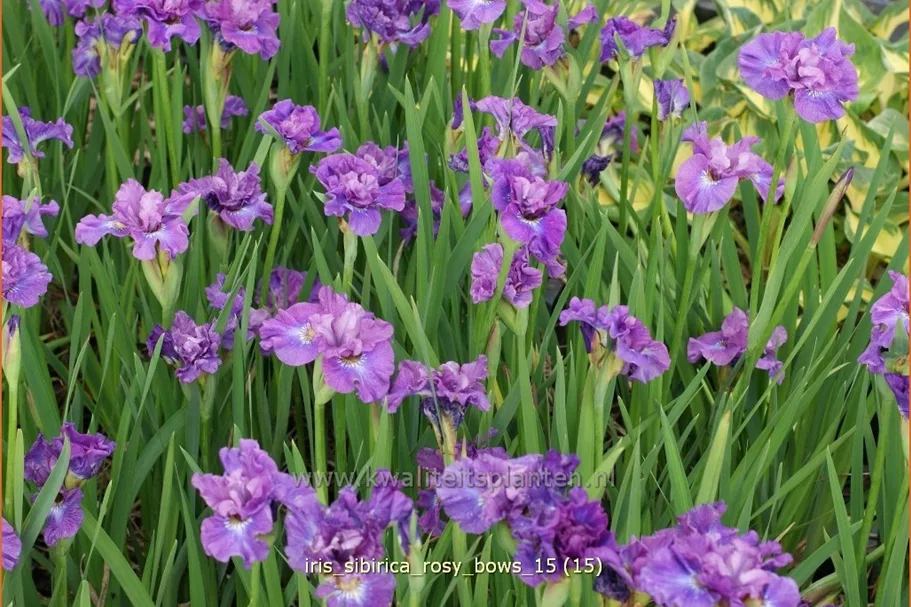 Iris sibirica 'Rosy Bows'