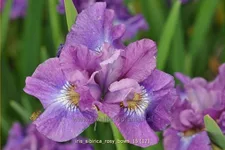 Iris sibirica 'Rosy Bows'