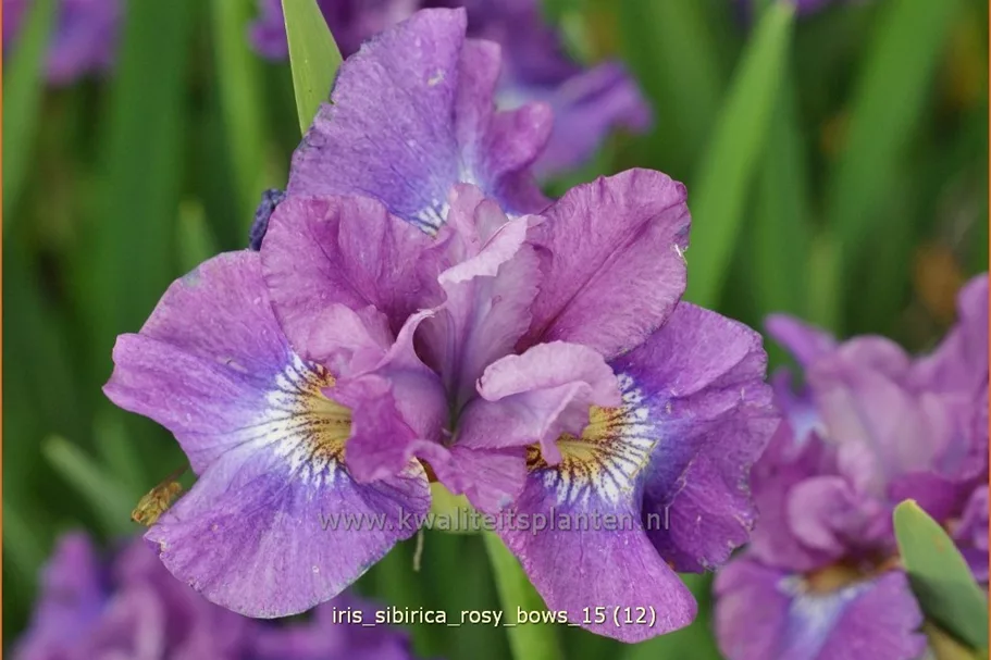 Iris sibirica 'Rosy Bows'