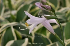 Hosta x fortunei 'Francee' Staude im 9x9 cm Vierecktopf