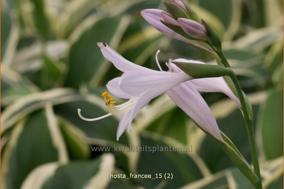 Hosta x fortunei 'Francee' Staude im 9x9 cm Vierecktopf