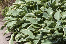 Hosta x fortunei 'Francee' Staude im 9x9 cm Vierecktopf